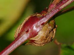 Attēlu rezultāti vaicājumam “Lasioptera rubi”