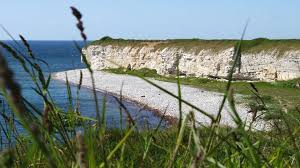 Image result for stevns klint