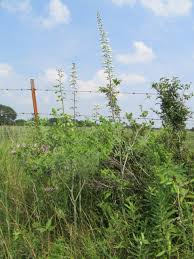 Attēlu rezultāti vaicājumam “Leguminosae”