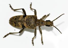 Attēlu rezultāti vaicājumam “Rhagium mordax”