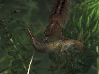 Attēlu rezultāti vaicājumam “Ectinus aterrimus”