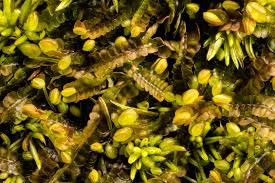 Attēlu rezultāti vaicājumam “Cladopodiella fluitans”