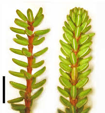 Attēlu rezultāti vaicājumam “Empetrum nigrum flower”