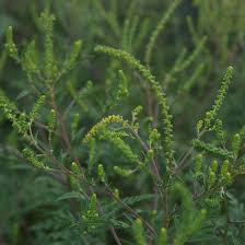 Attēlu rezultāti vaicājumam “Ambrosia artemisiifolia bud”