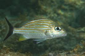 Image result for Haemulon carbonarium