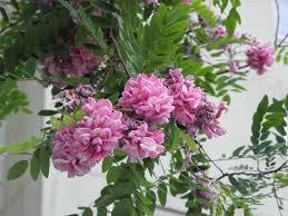 Attēlu rezultāti vaicājumam “Robinia neomexicana”