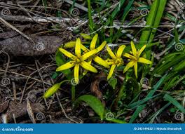 Attēlu rezultāti vaicājumam “Gagea pratensis”