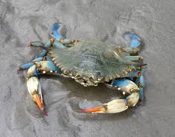 Image result for Callinectes sapidus