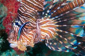 Image result for Pterois volitans