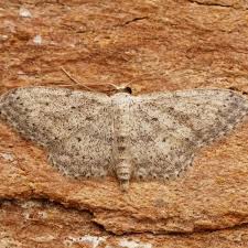 Attēlu rezultāti vaicājumam “Idaea seriata”