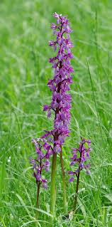Attēlu rezultāti vaicājumam “Orchis mascula”