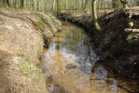 Attēlu rezultāti vaicājumam “Lampetra planeri”