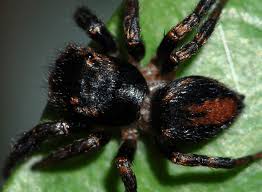 Attēlu rezultāti vaicājumam “Evarcha falcata male”