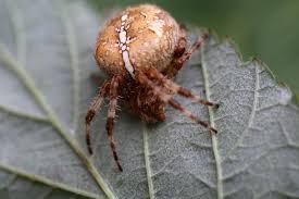 Attēlu rezultāti vaicājumam “Araneus diadematus female”