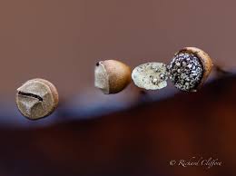 Attēlu rezultāti vaicājumam “Craterium minutum young”