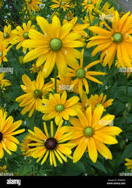 Attēlu rezultāti vaicājumam “Rudbeckia hirta var. pulcherrima”