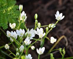 Attēlu rezultāti vaicājumam “Ornithogalum umbellatum flower”