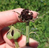 Attēlu rezultāti vaicājumam “Microbotryum tragopogonis - pratensis”