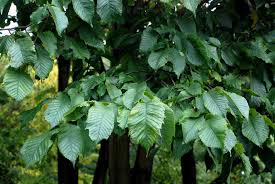 Attēlu rezultāti vaicājumam “Ulmus glabra”