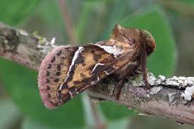 Attēlu rezultāti vaicājumam “Hepialus sylvina”