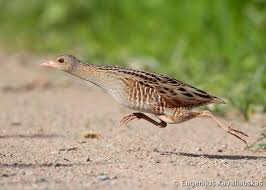 Image result for Crex crex