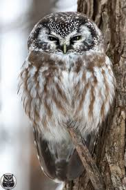 Image result for Aegolius funereus