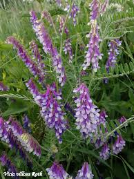 Attēlu rezultāti vaicājumam “Vicia”