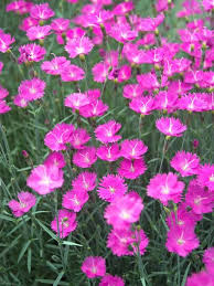 Image result for Dianthus