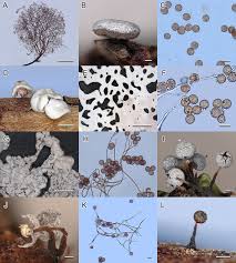 Attēlu rezultāti vaicājumam “Diderma chondrioderma spores”