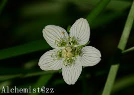 Attēlu rezultāti vaicājumam “Parnassia palustris leaf”