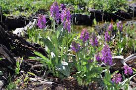 Attēlu rezultāti vaicājumam “Dactylorhiza majalis subsp. baltica flower”