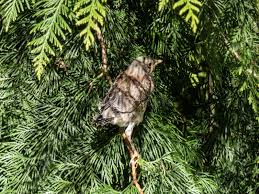 Attēlu rezultāti vaicājumam “Turdus pilaris juvenile”