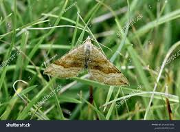 Attēlu rezultāti vaicājumam “Erannis defoliaria”