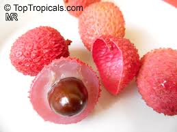 Image result for Litchi chinensis