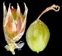 Attēlu rezultāti vaicājumam “Luzula multiflora fruit”