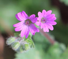 Attēlu rezultāti vaicājumam “Geraniaceae”