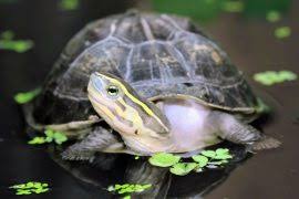 Image result for Rhinoptera brasiliensis