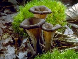 Attēlu rezultāti vaicājumam “Craterium leucocephalum var. scyphoides”