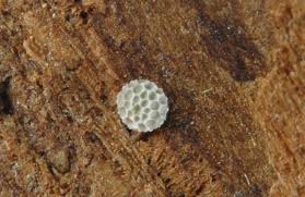 Attēlu rezultāti vaicājumam “Lycaena virgaureae underside”