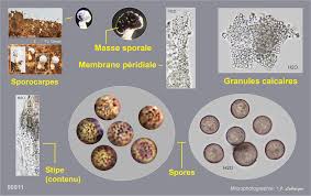 Attēlu rezultāti vaicājumam “Physarum bryocorticola spores”