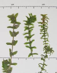 Attēlu rezultāti vaicājumam “Elodea canadensis”
