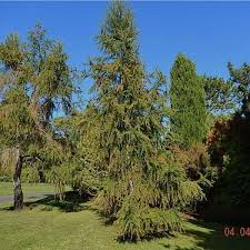 Attēlu rezultāti vaicājumam “Larix kaempferi”