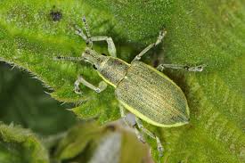 Attēlu rezultāti vaicājumam “Chlorophanus viridis”