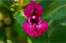 Image result for Impatiens balsamina