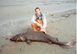 Image result for Somniosus pacificus