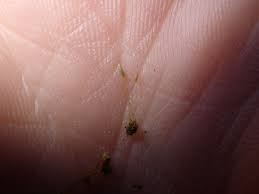 Attēlu rezultāti vaicājumam “Gymnostomum calcareum”