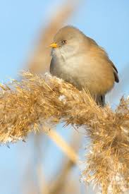 Attēlu rezultāti vaicājumam “Panurus biarmicus female”