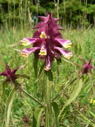 Attēlu rezultāti vaicājumam “Melampyrum cristatum flower”