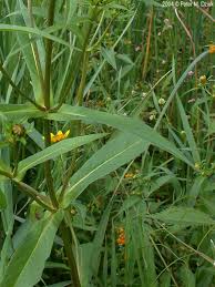 Attēlu rezultāti vaicājumam “Bidens cernua flower”