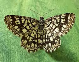 Attēlu rezultāti vaicājumam “Chiasmia clathrata”